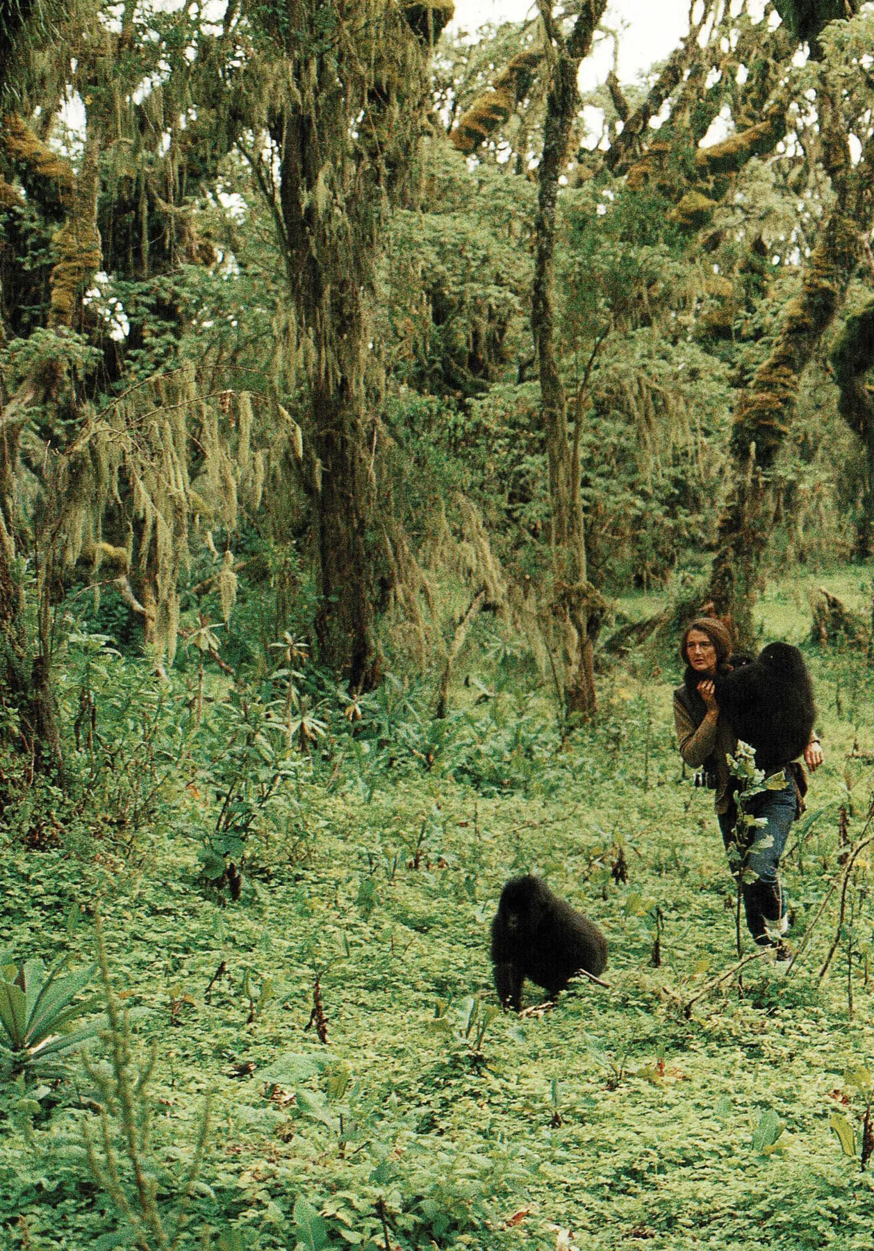Dian Fossey dans la forêt avec de jeunes gorilles